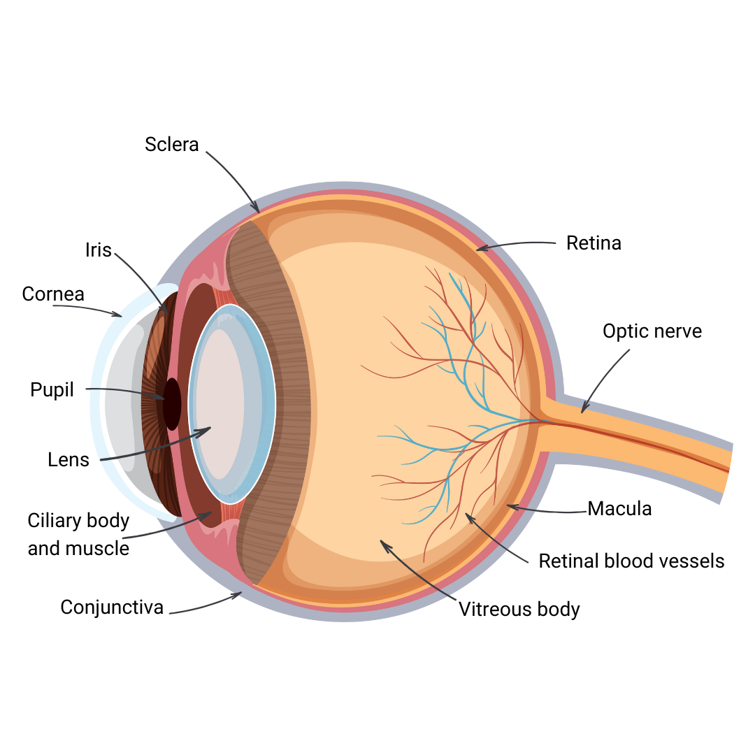Anatomy of the human eye
